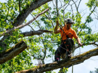 Tree Service