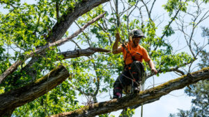 Tree Service